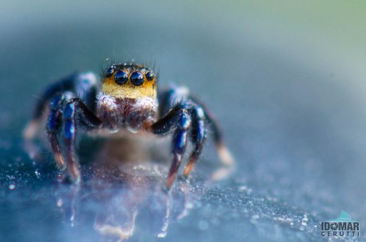 Micro spider