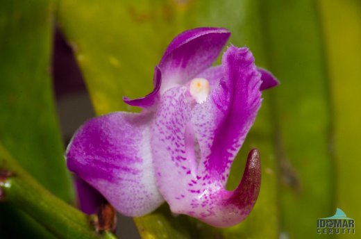 Orquídea