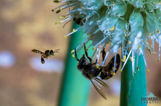 Permissão para pousar