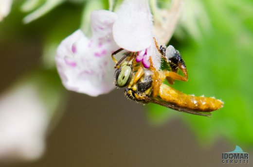 Working wasp