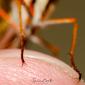#MacroDoDia