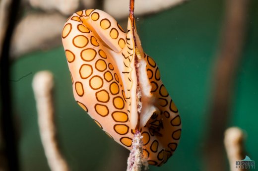 Bonaire-2016-417-_1455003018